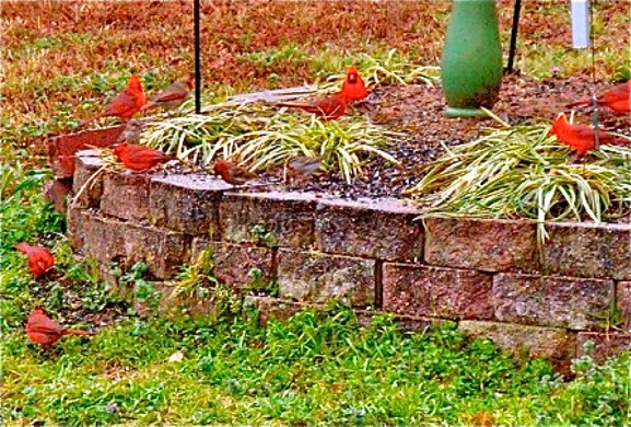 backyard birds before always know much cardinal yet would bird wings once did seen getting haven landscape rare any