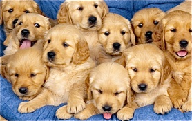 dog puppies why puppy don think say dogs cute could dont animals there around most would golden retriever things them